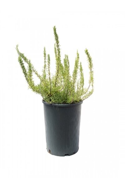 Işık Peyzaj Rosmarinus Officinalis - Yayılıcı Biberiye Fidanı 10-20 cm
