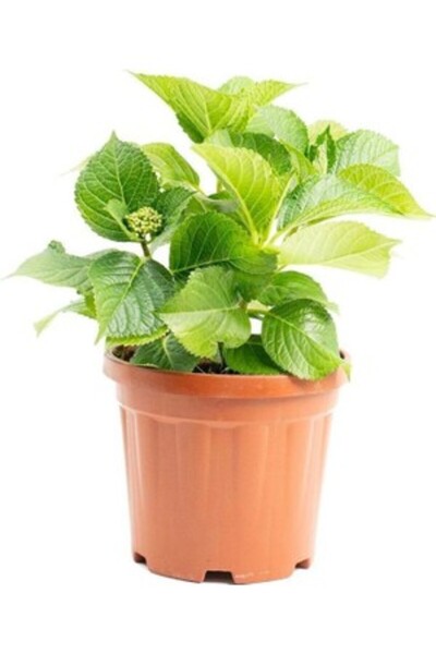 BİORGANİX Ortanca Çiçeği Fidanı Mor Renk 10-20 cm