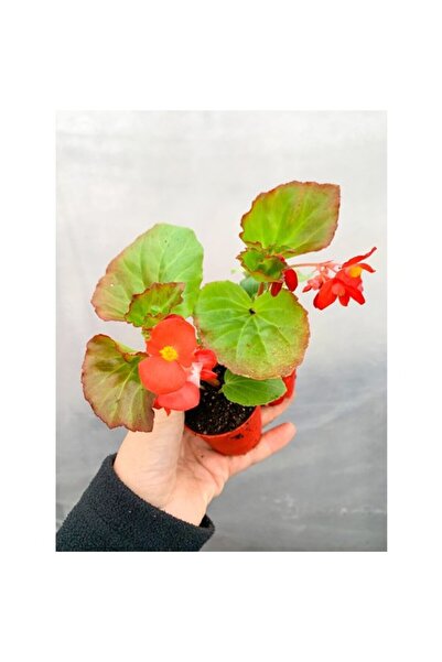 Mimoza Karışık Renk Şeker Begonya Kırmızı-Pembe-Beyaz 10-20 cm