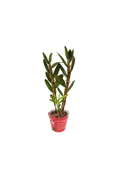 modasteps Çiçeksiz Dendrobium Bambu Orkide Fidesi
