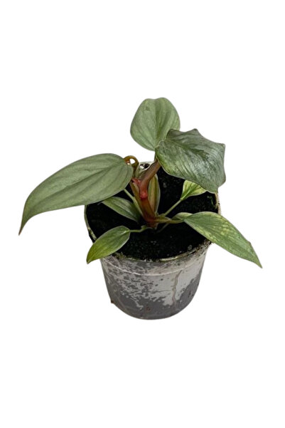 Eufloria Philodendron sodiroi Ø7