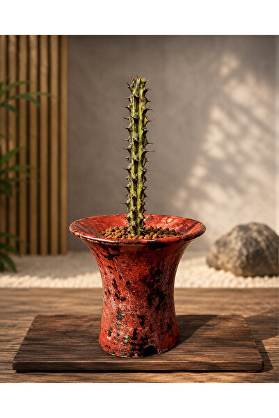 ATLANTE CACTUS Euphorbia sp Nova Somalia Hordo