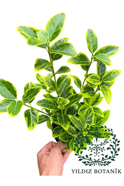 YILDIZ BOTANİK Altuni Gold Taflan Çit Bitkisi Sarı Taflan Fidanı 35-40 Cm 1 S...