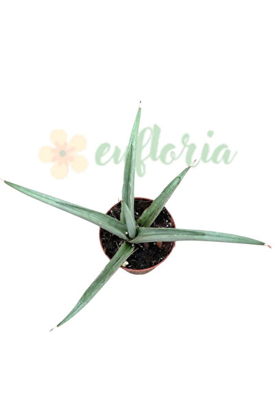 Eufloria Сансевиерия 'Патешки танцьор' Ø6см