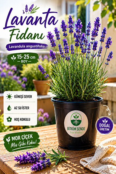 serada decor & plant Lavanta Fidanı İngiliz Lavandula angustifolia Hidcote, S...