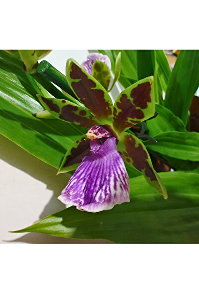 Eufloria Orhidee Zygopetalum 'Louisendorf' — Orhidee cu o aromă extrem de int...