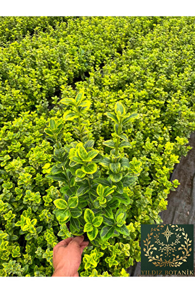 YILDIZ BOTANİK Altuni Gold Taflan Çit Bitkisi Sarı Taflan Fidanı 35-40 Cm 1 Saksıda 3 Kök Üretim