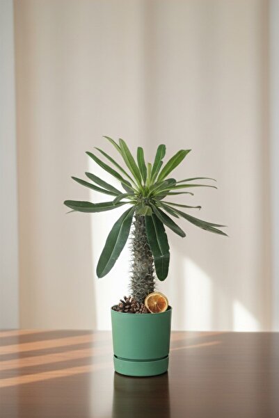 gardenkoala Madagaskar Palmiyesi (Pachypodium lamerei)