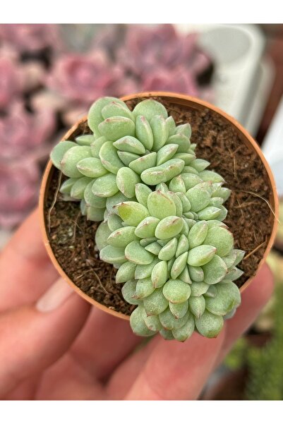 SukuLand Echeveria Apus Cristat koleksiyonluk özel tür sukulent 5,5cm saksıda