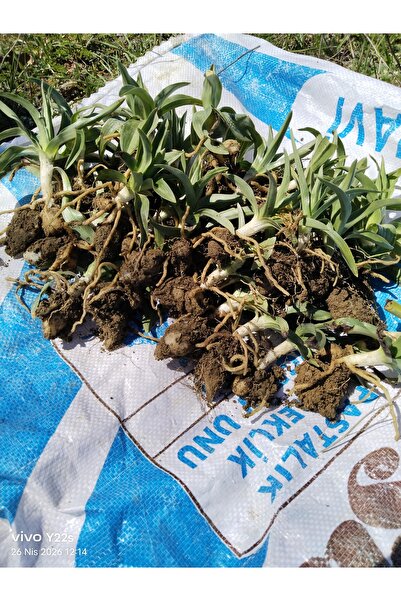 SALEPBAHCESİ SALEP FİDESİ 1000 ADET