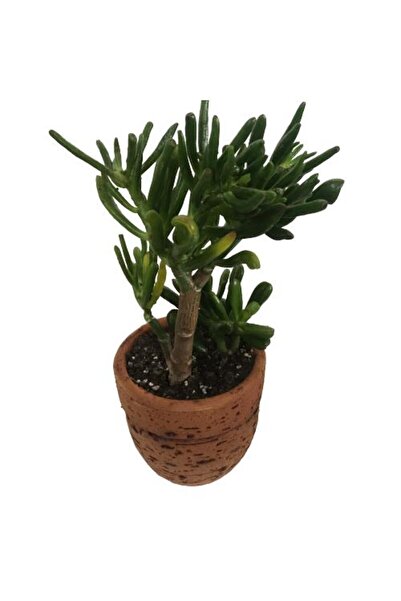 Ece Botanik DEKORATİF SAKSIDA BÜYÜK BOY CRASSULA GOLLUM -HOBBİT