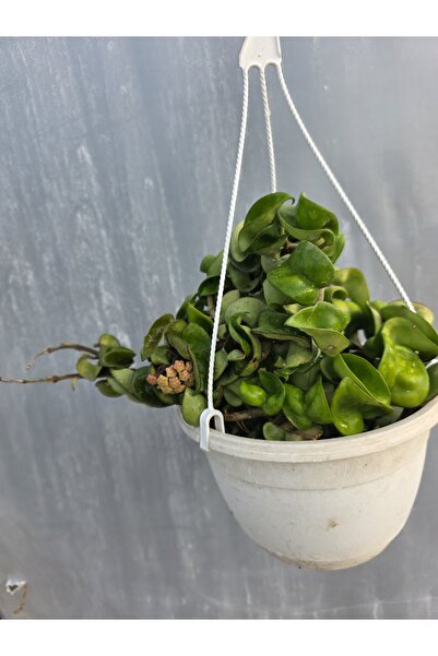 Atlas Flora Garden Kıvırcık hoya mum çiçegi