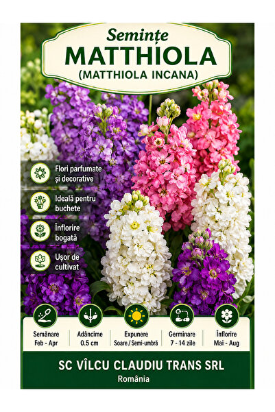 OEM Semințe Matthiola (Matthiola Incana)