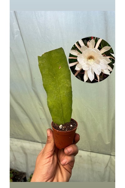 nazlı çiçekçilik Gecenin Kraliçesi epiphyllum oxypetalum Fide 5,5lik Saksıda