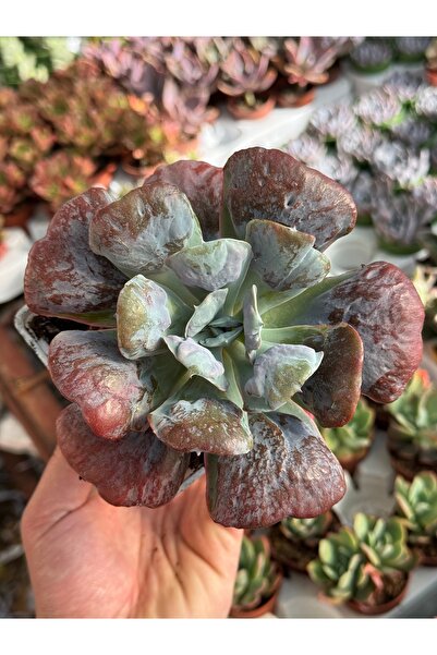 SukuLand Echeveria Heart Delight Kore ithal koleksiyonluk özel tür sukulent 9...