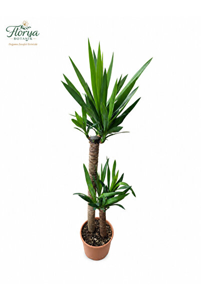 Florya Botanik Yucca Bitkisi 2 Gövdeli Yuka Bitkisi Avize Çiçeği 120-140 Cm E...