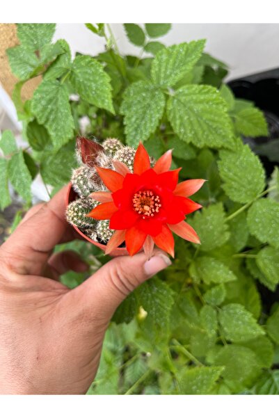 nazlı çiçekçilik Chamaecereus Kaktüs Turuncu Çiçekli 5,5lik Saksıda