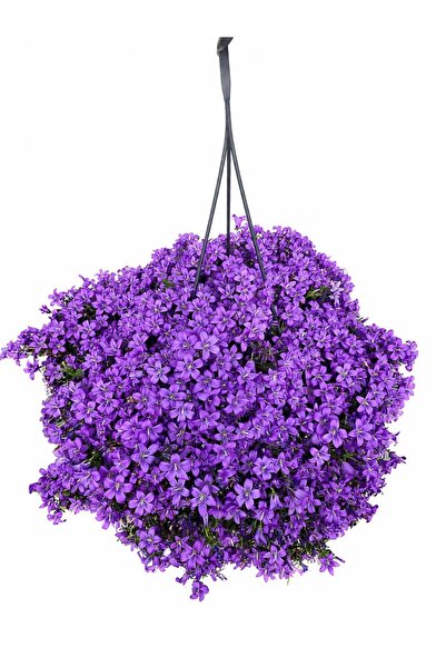 ERNAZ Ernaz Maviş Çan Çiçeği ( Campanula) /Büyük boy/ Sarkıcı /Askılı canlı ç...
