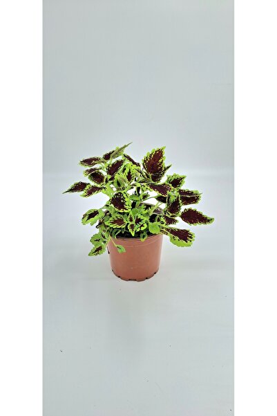Your Flower Shop Yaprak Güzeli (Coleus) 2/3 Köklü Canlı saksıda