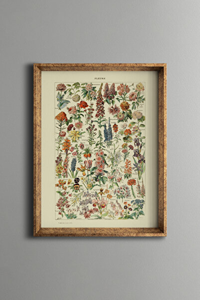 epiqart Botanik Çiçek Çizimleri - Vintage Desenli Çerçeve - İnce Model