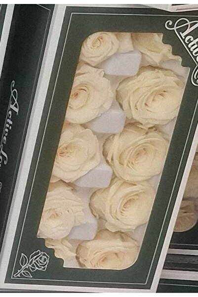 OEM Trandafiri criogenati, 10 bucati/cutie, diametru 5 cm Crem