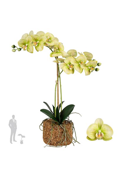 Roberto Rossi Orhidee artificiala verde cu galben cu aspect H56 cm cu 2 tulpini