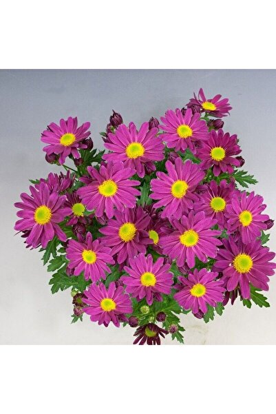 Bilgarden İri Çiçekli Özel Purple Pemba Kasımpatı Krizantem Çiçeği Fidesi (1 ...