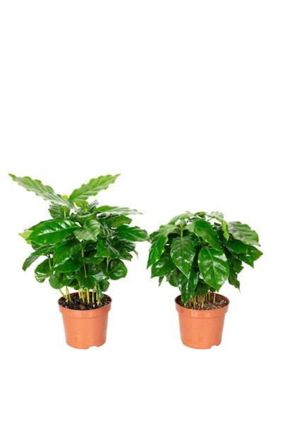 OEM Set de 2 plante de cafea, Coffea Arabica, 20 cm, diametru ghiveci 9 cm, V...