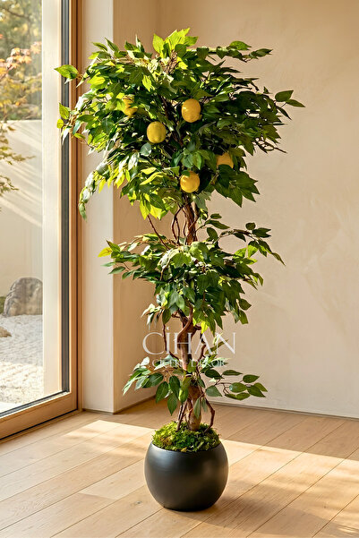 Cihan Çiçekçilik Yapay Limon Ağacı 180 cm - 6 Limonlu Siyah Küre Saksılı 27x3...