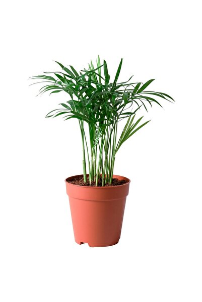 IKEA CHAMAEDOREA ELEGANS Potted plant, Parlour palm, 9 cm
