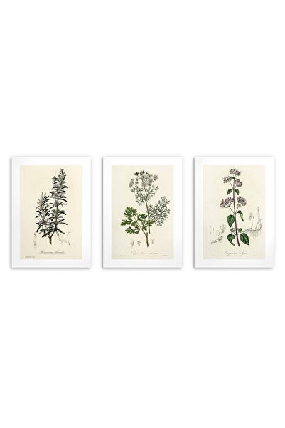 DecoWalls Set Tablouri Pentru Bucatarie Herbs, Deco Walls, Digital Print, Pen...
