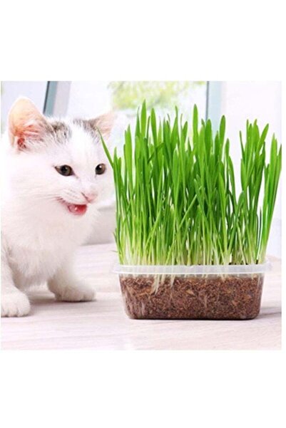 Generic 200Gram Cat Grass Seeds for Planting