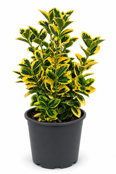 Rosemary Garden Canlı Altuni Gold Taflan Çalı Bitkisi 25-40 cm 5 Litre Büyük ...