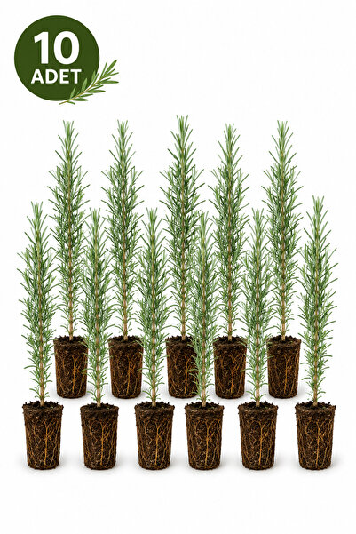 Rosemary Garden 10 Adet Tıbbi Aromatik Biberiye Fidanı 20 cm Açık Kök Bahçe D...