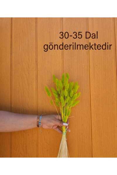 Dualith Doğal Kurutulmuş Pamuk Otu, Tavşan Kuyruğu Gelin Buketi Aranjman Çiçe...