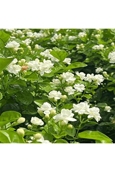 123 100Pcs Pet-Friendly Family Night Herbs Jasmine Seeds - Night of God, Jasm...