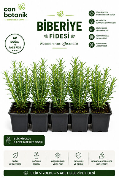 CANBOTANİK Biberiye fidesi 3 adet