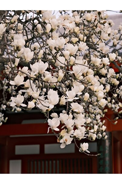 Nutyen Tüplü Büyük Çiçekli Manolya Fidanı (Magnolia Grandiflora) Herdem Yeşil...