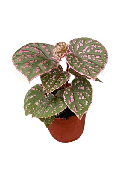 Eufloria Begonia 'Lucifer' Ø8cm