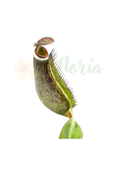 Eufloria Nepenthes albomarginata Ø8.5cm