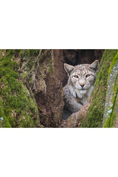 Persona Tablou canvas 100 x 70 cm, Animale model 517