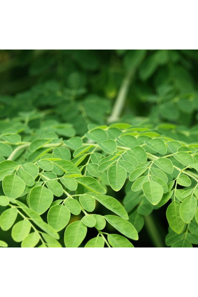 123 Moringa Tree Seeds, Moringa Plants Seeds for Drumstick Tree, Horse Tree P...