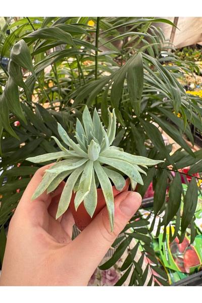 staristakı Echeveria spatulate