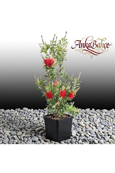 AnkaBahçe Fırça Çalısı (CALLİSTEMON LEAVİS) 20-40 Cm Boy Fidanı