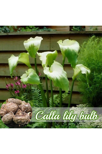 Bloom & Sow Seed بذور زنبق الكالا الأخضر (ثنائي اللون أبيض-أخضر) - مناسبة للز...