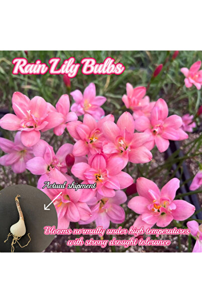 Bloom & Sow Seed بصيلات زنبق المطر الوردي المزدوج، مقاومة للجفاف، سهلة الزراع...