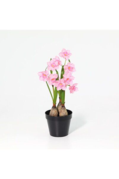 Generic New In Fernza Daffodil Potted Plant Pink H37Cm