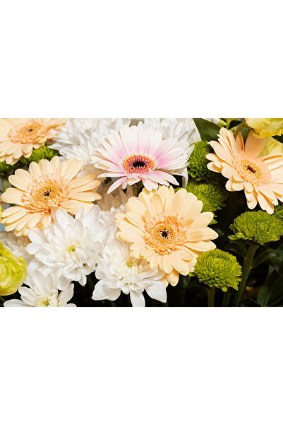 Bloom & Sow Seed بذور زهور مختلطة بألوان الباستيل (جيربيرا، أقحوان أبيض، زهرة...