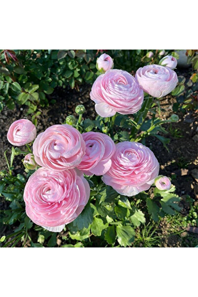 Bloom & Sow Seed **Bloom & Sow Seed**