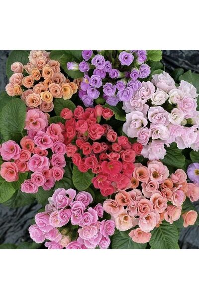 Bloom & Sow Seed شتلات زهرة البريمولا المختلطة متعددة الألوان، زهور زينة متعد...